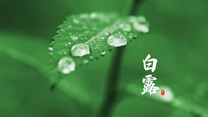 白露至，日后秋漸深
